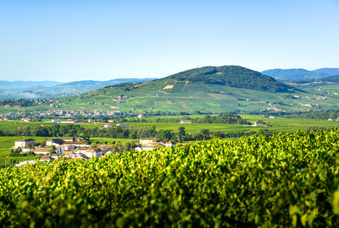 Die Renaissance des Beaujolais! Domaine Paul Janin Pere & Fils